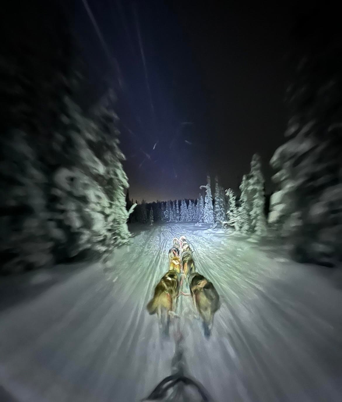 Dog Sled Adventure with Snowhook of Alaska in Willow