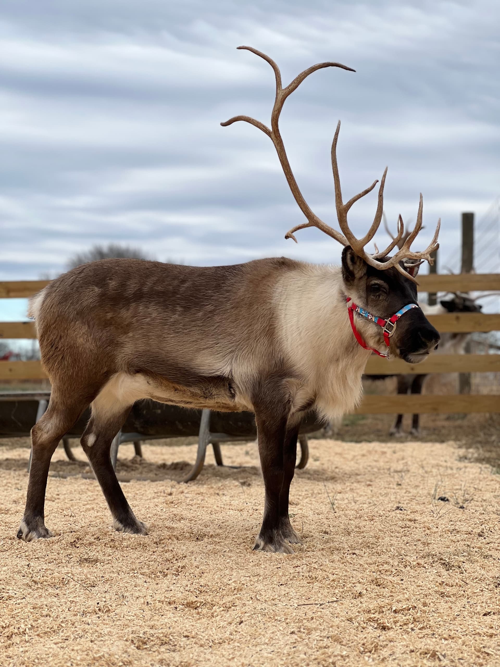 The Reindeer Farm fleet
