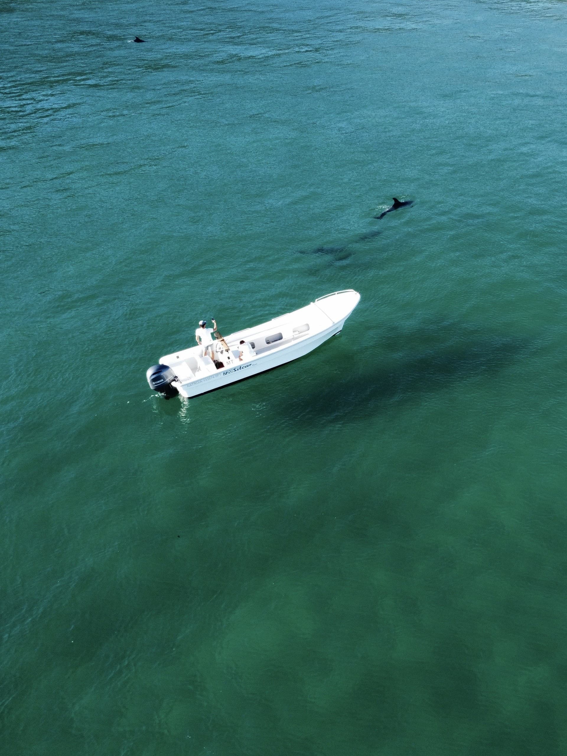 Dolphin Encounters in Arrábida: Sado Estuary Wildlife Cruise from Setúbal photo 2