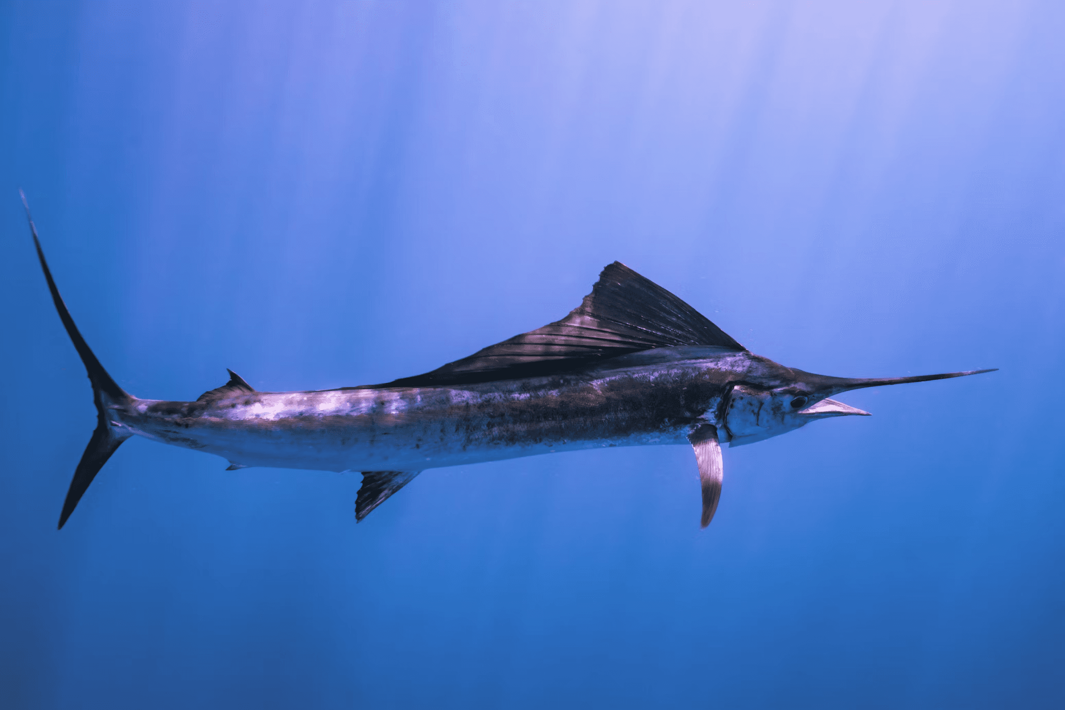 Swordfishing Adventures with Farside Outfitters in Miami