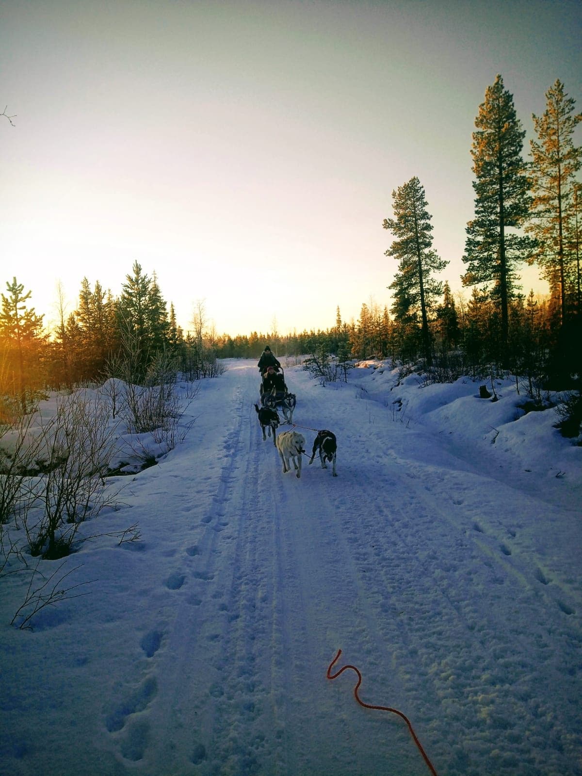Husky team sprinting across snowy trail pulling a sled, Lapland
