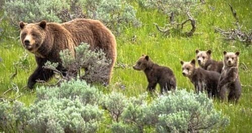 Wildlife Tour in Yellowstone with Yellowstone Country Explorer