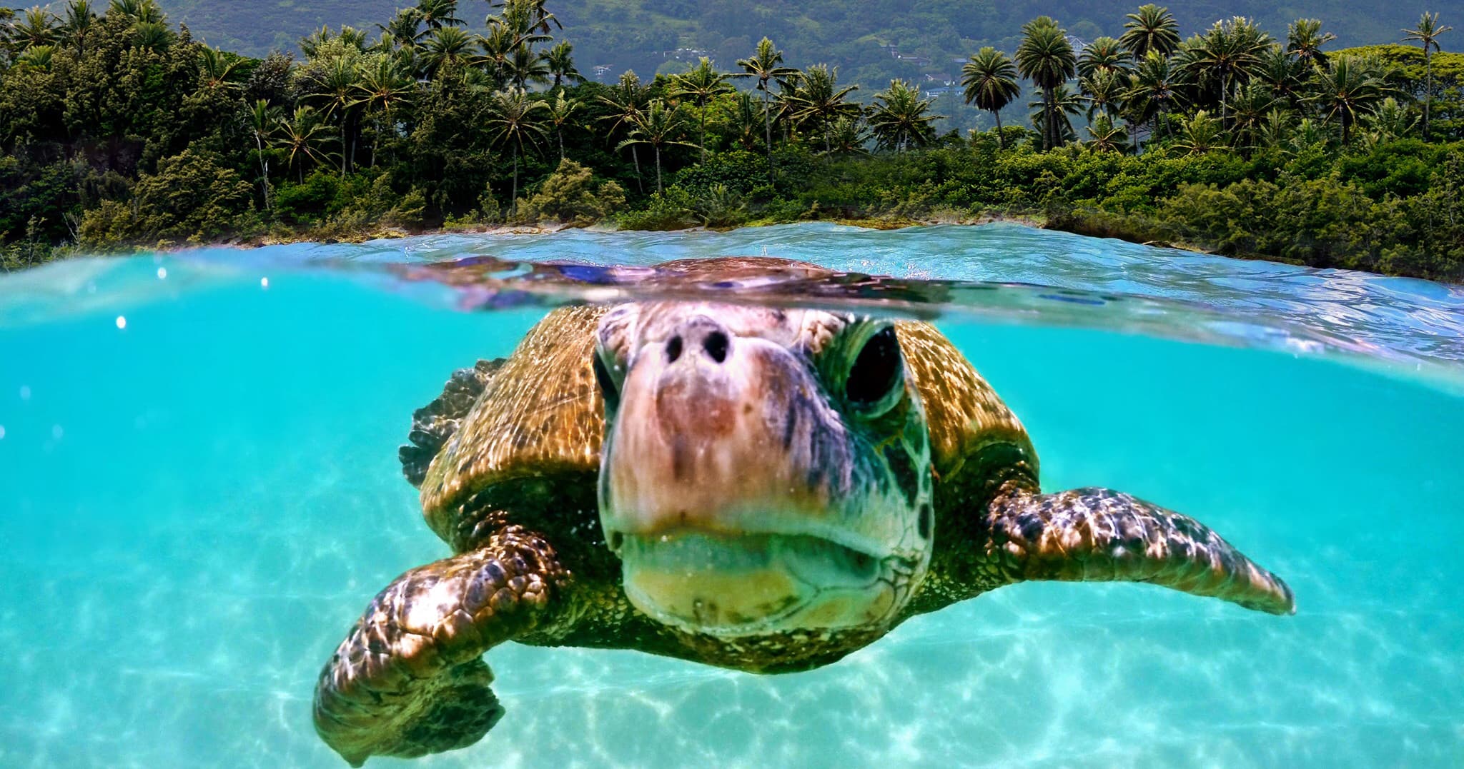 Sea turtle surfacing in crystal turquoise lagoon near reef