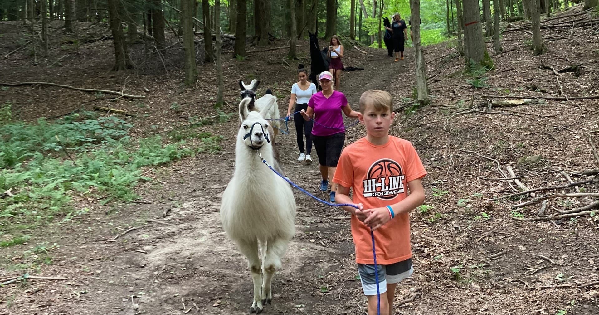 Wildlife & Land Adventures: Llama Hike in Wyoming County