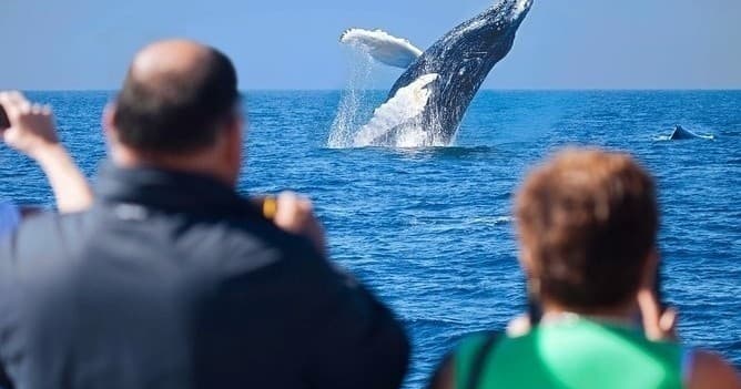 Whale Watching & El Arco Tour in Cabo San Lucas