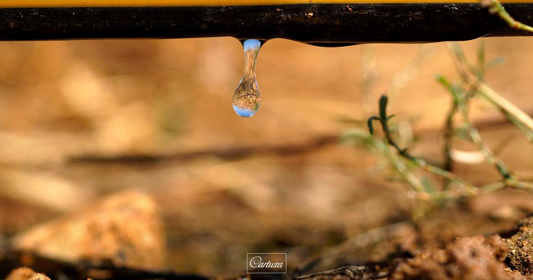 Macro drip of olive oil or water from irrigation over soil outdoors