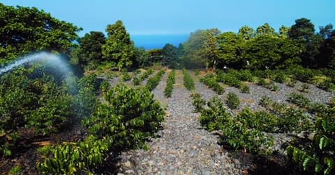 Kona Lisa Coffee Farm Visit: Taste Kona Coffee with a Master Roaster in Captain Cook photo 2