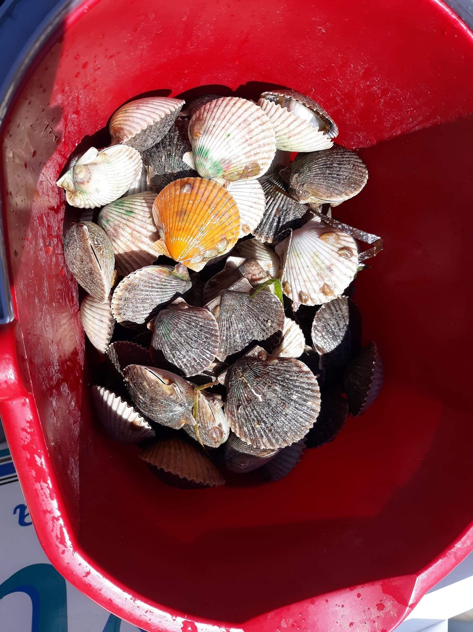 Private Scallop Tour with Blue Heaven River Tours in Homosassa