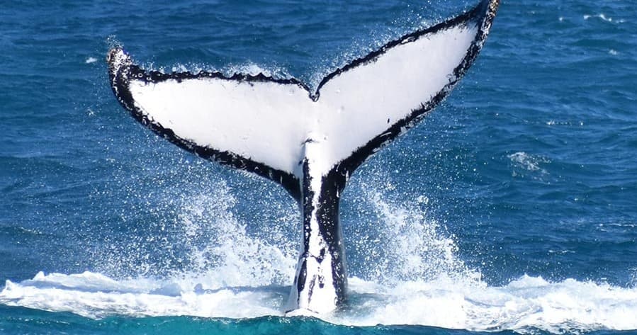 Wilsons Prom Whale Cruise: Whale Watching & Marine Wildlife from Port Welshpool photo 2