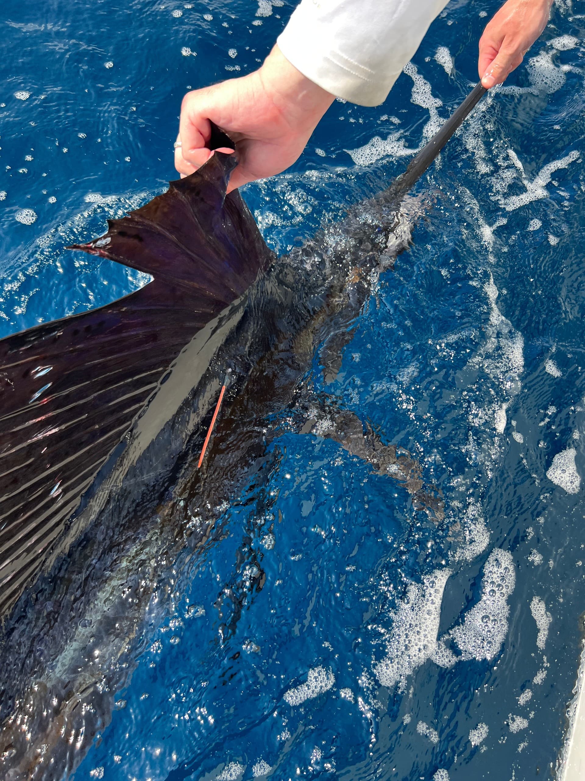 Fort Lauderdale Gulf Stream Fishing: Offshore Charters for Sailfish, Mahi and Marlin photo 2
