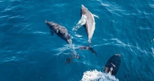 Wild dolphins leaping beside boat in turquoise open sea