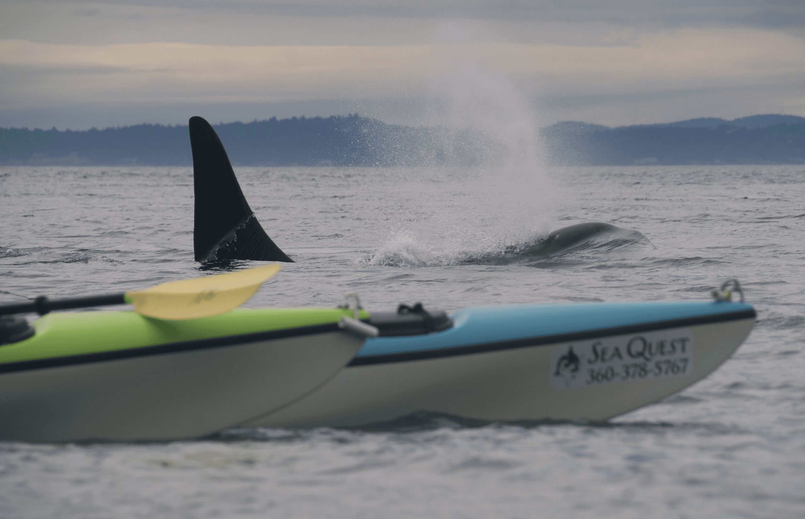 Sea Quest Kayak Tours fleet
