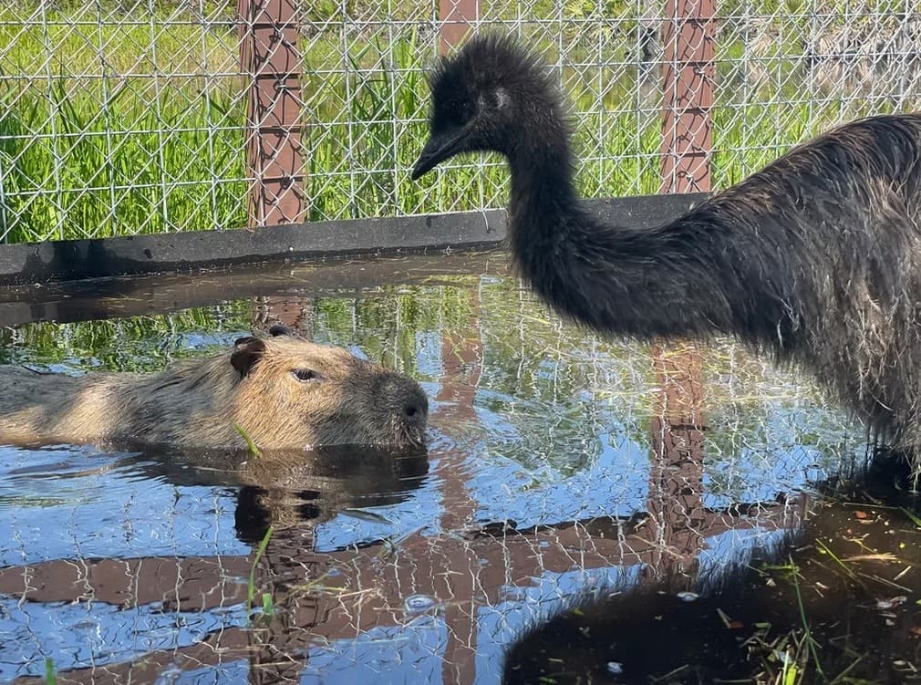 Private Guided Wildlife Tour at 101 Paws and Claws in Deltona photo 3