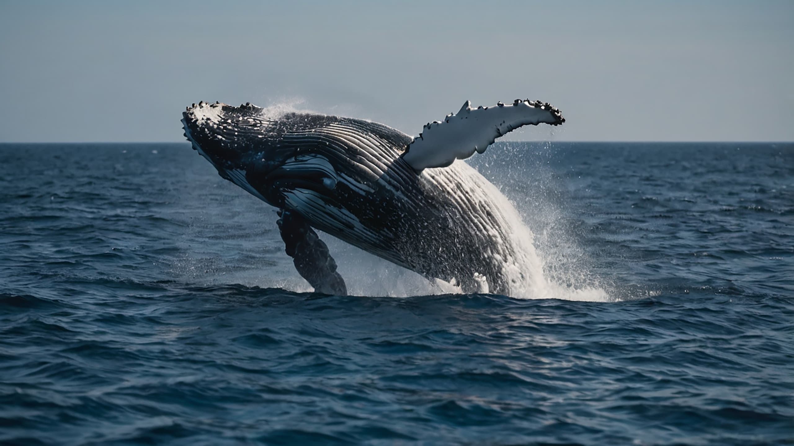 Private Cabo Whale Watching: Morning Charters in Cabo San Lucas
