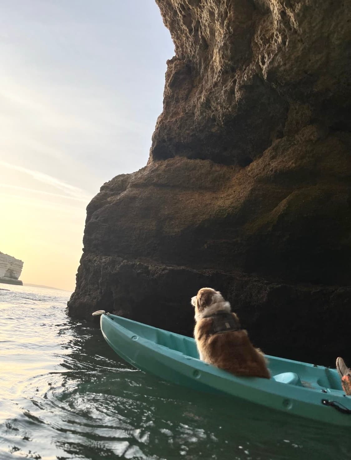 Dog in a kayak paddling near sea cave walls, coastal kayaking trip