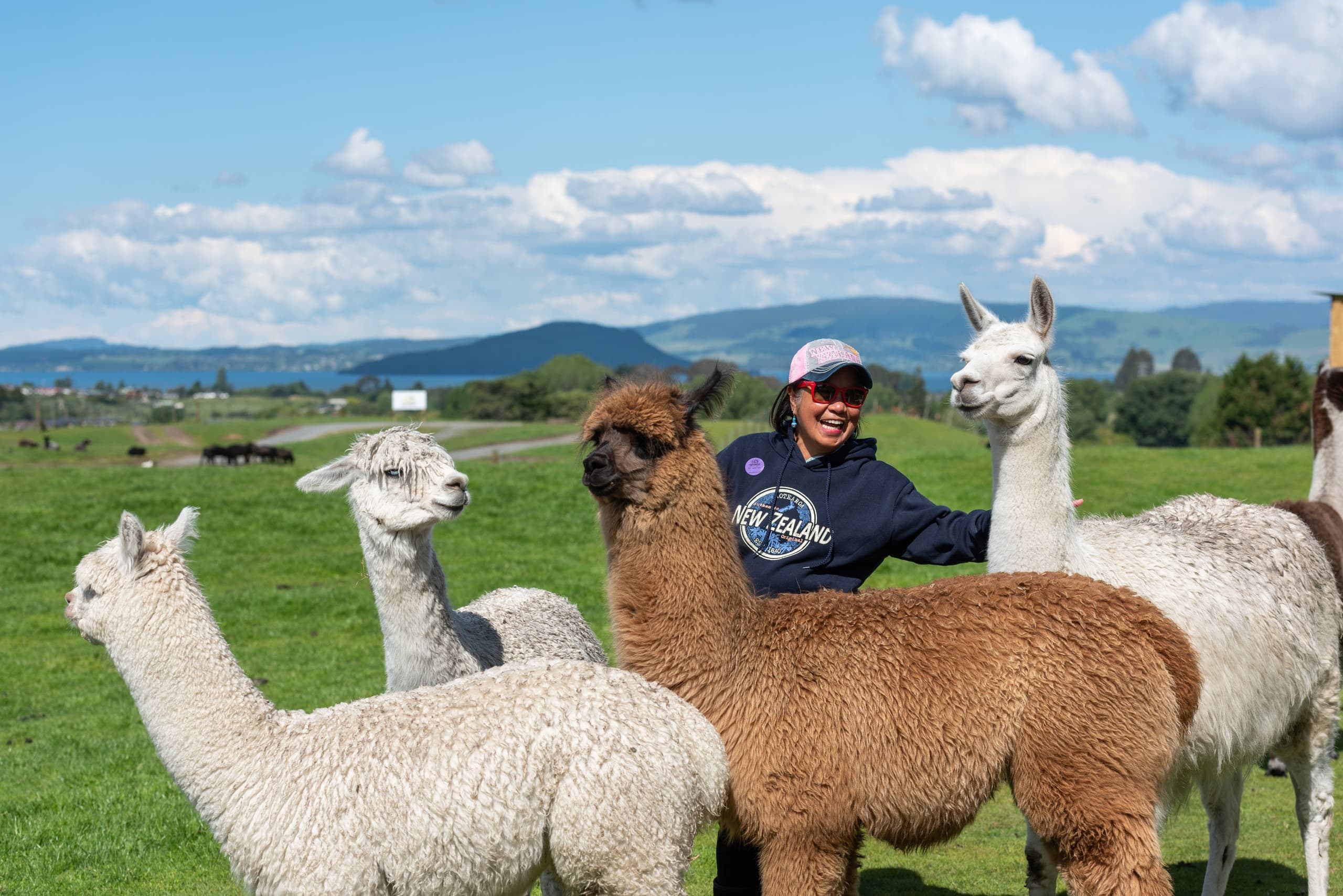 Private Agrodome & Redwoods Treewalk Tour from Auckland — Glowworm Caves & Farm Show