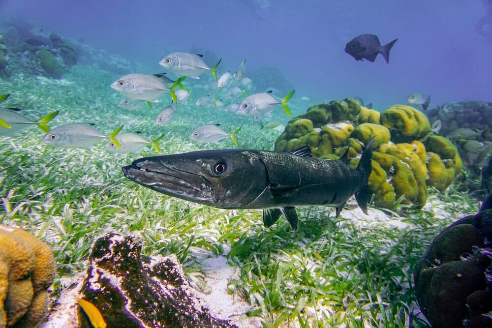 Puerto Rico Snorkeling Adventures with Life Below The Surface