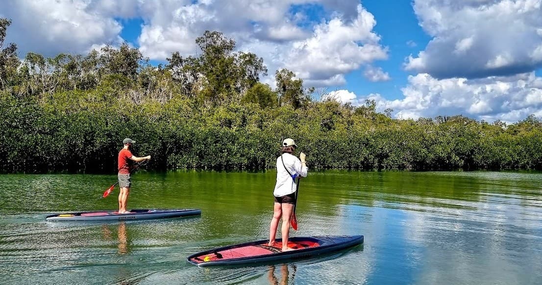 Two paddleboarders touring a calm mangrove-lined river