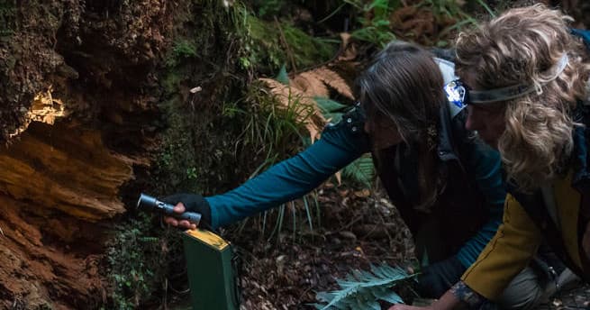 Researchers examining fauna in dark forest hollow using headlamp light