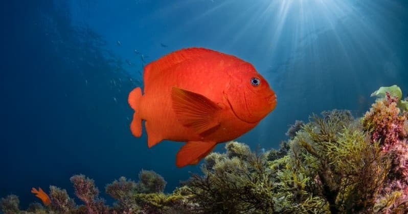 Catalina Fish Identification Diver Specialty — Learn Pacific Reef Species in Avalon