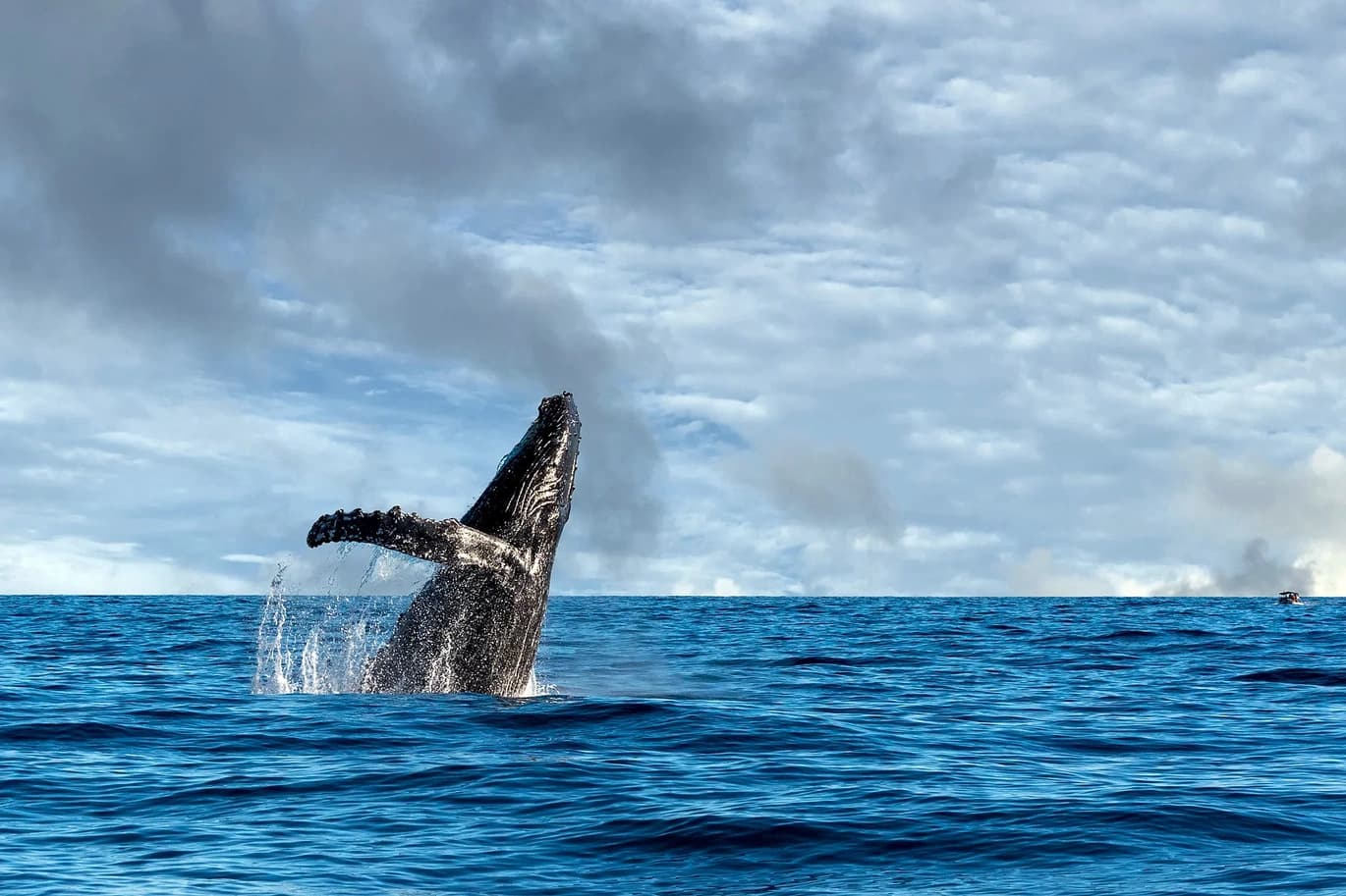 Whale Watching Charters with Aloha Kona Tours in Hawaii