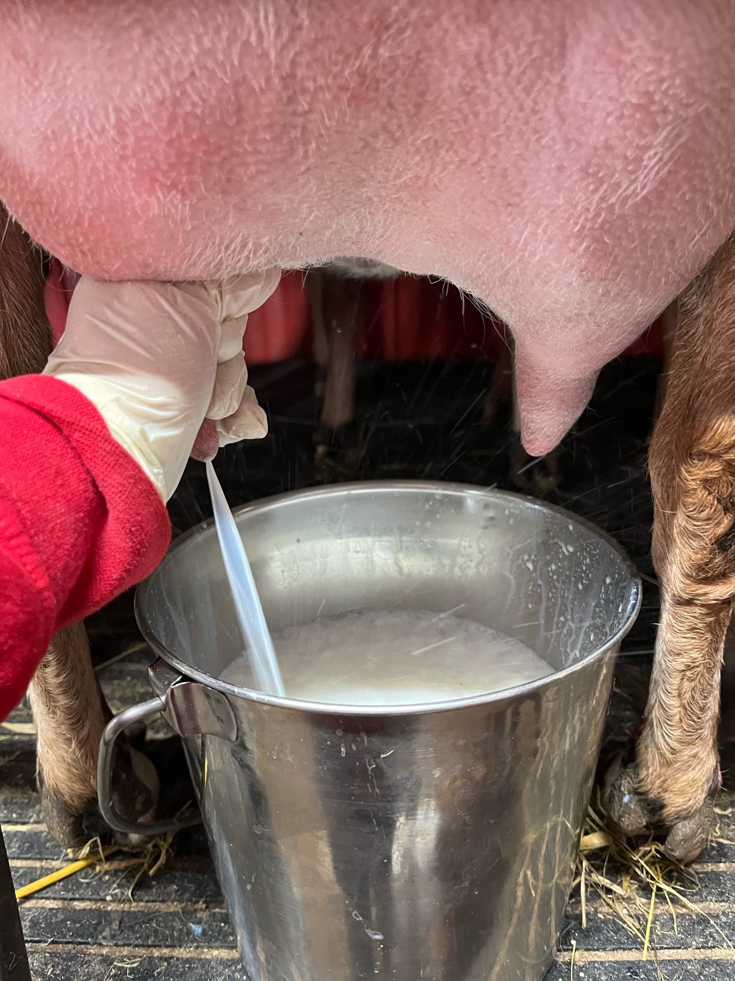 Farm Experience & Goat Milking at Island Hill Farm