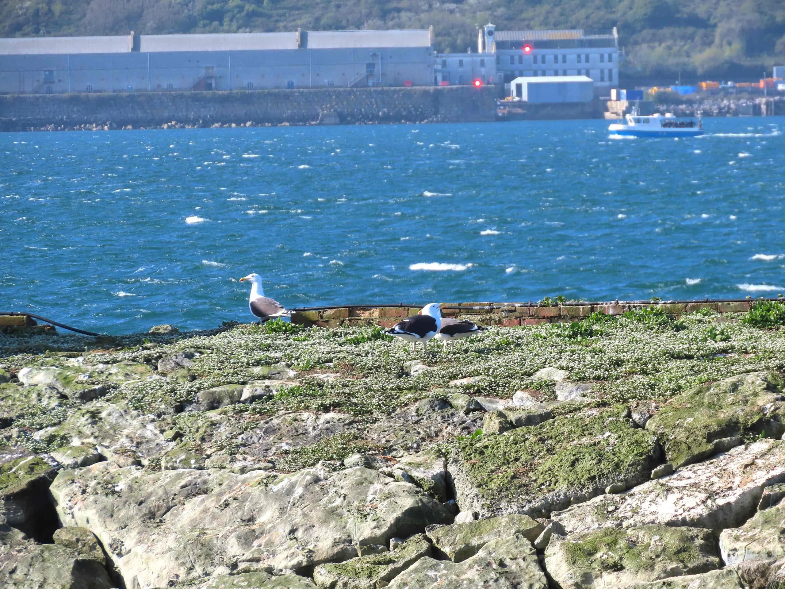 Birds and Breakfast on the Bay: Jurassic Coast Birdwatching Cruise from Weymouth photo 1