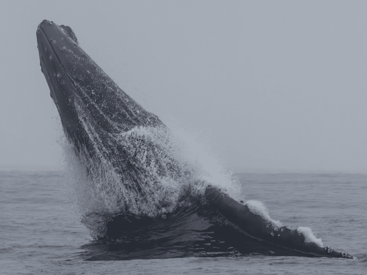 Monterey Bay Whale Watch team