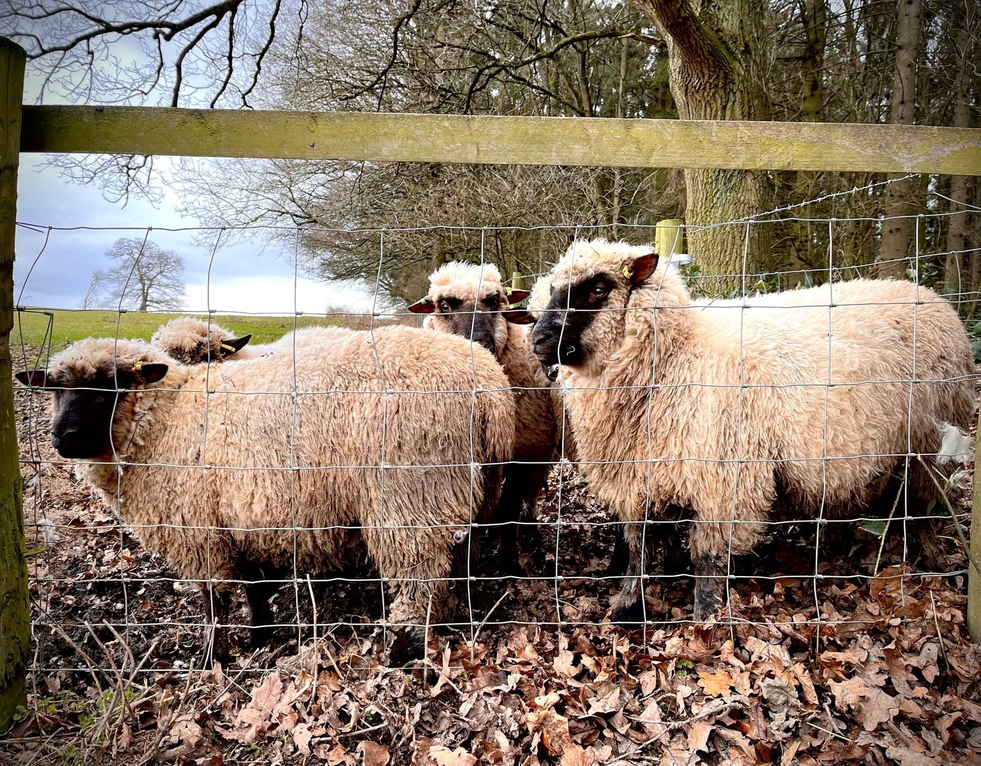 Land Adventures at Frankly Farm: Sheep Trekking Experience