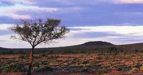 Lone tree on Australian outback plain at sunset, scenic vista