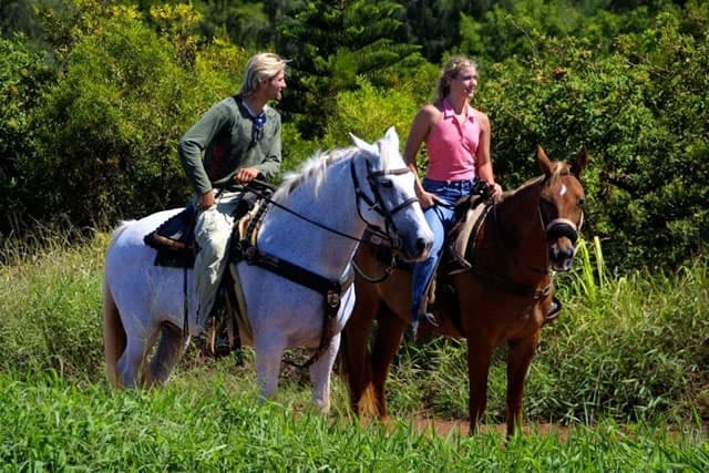 Morning Horseback Excursions | Horse in Napili, Hawaii