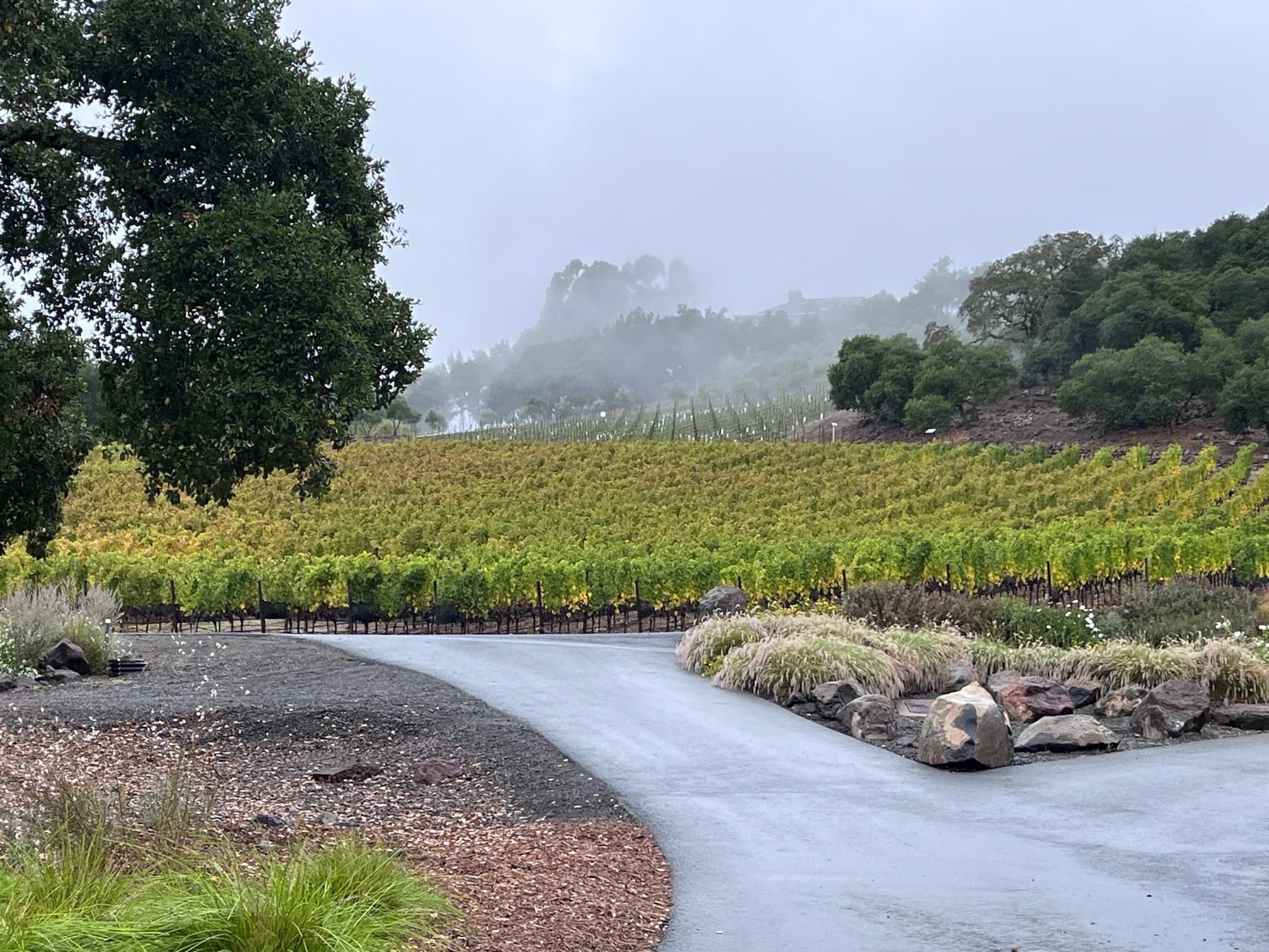 Wine Tour Transportation with Old Vine Wine Tours in Sonoma