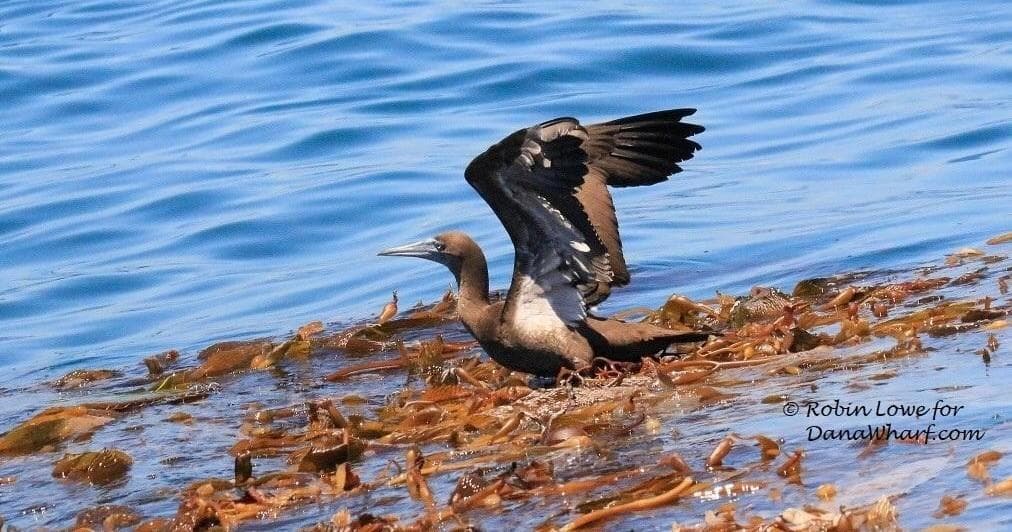 Pelagic Bird Watching Adventure in Dana Point, CA