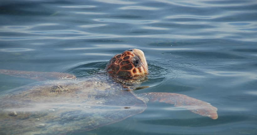 Water Activities with Six Chuter Charters in Marco Island