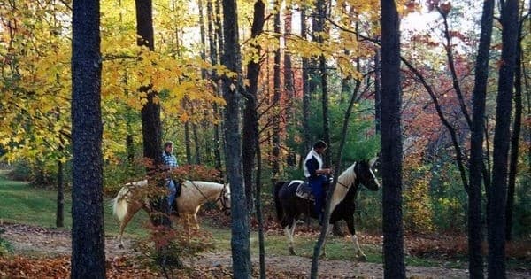 Beginner Trail Rides at Dahlonega Carriage and Horse Rides