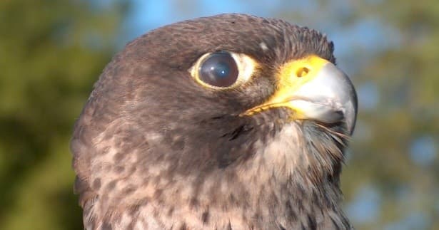 Falconry Hunting Adventure near Live Oak FL