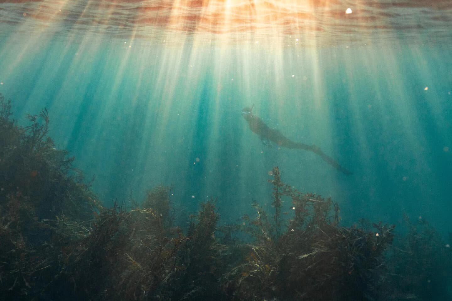 Kaikōura Spearfishing 101: Sustainable Half-Day Lessons on Rocky Reefs photo 1