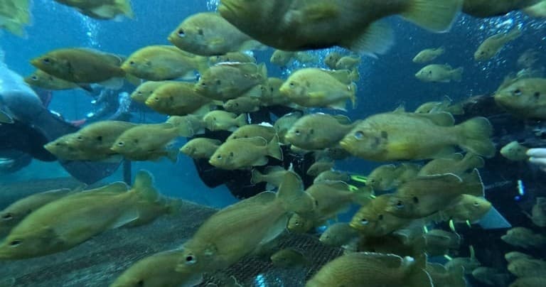 Blue Grotto & Devil's Den: Scuba the Crystal Springs of Williston, Florida