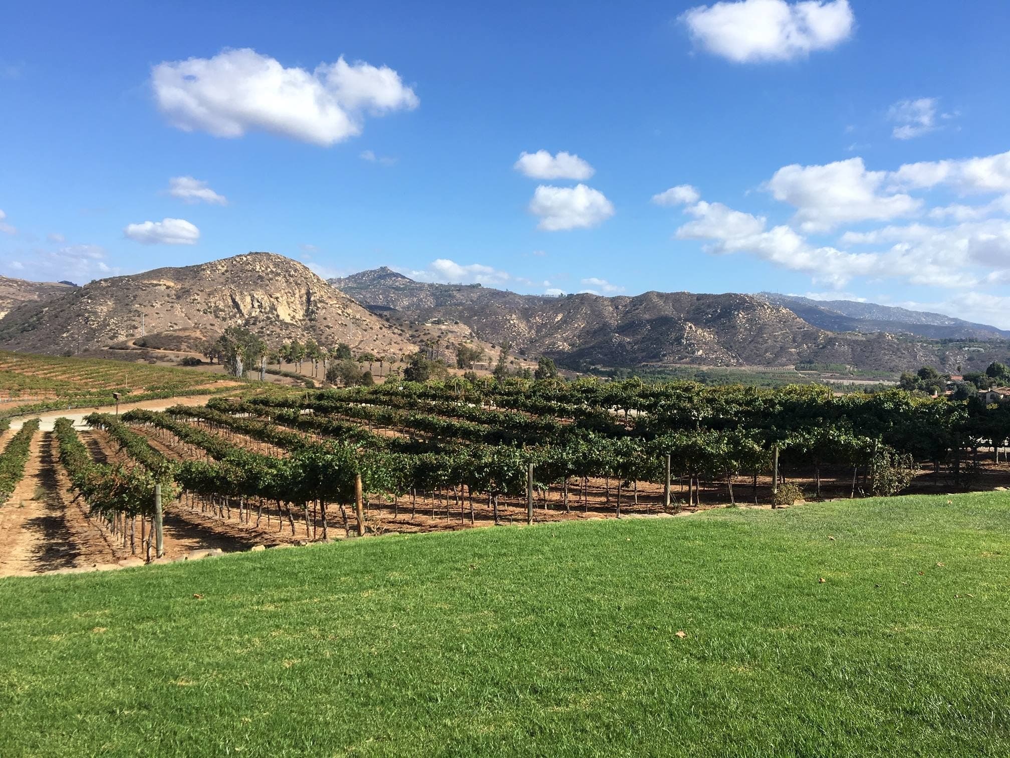 Wine Tasting Tour in San Diego County Vineyards
