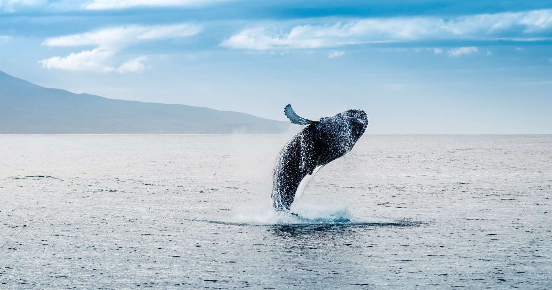 Winter Whale Watching Tours in Puerto Vallarta Bay