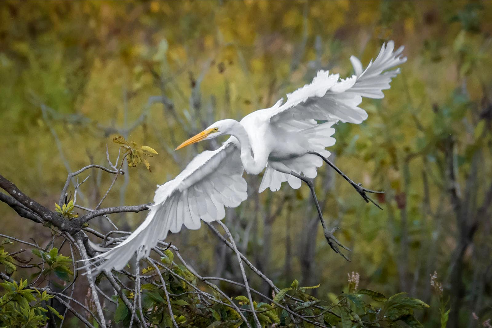 Wildlife Refuge Birding & Nature Tour in Goose Creek, SC