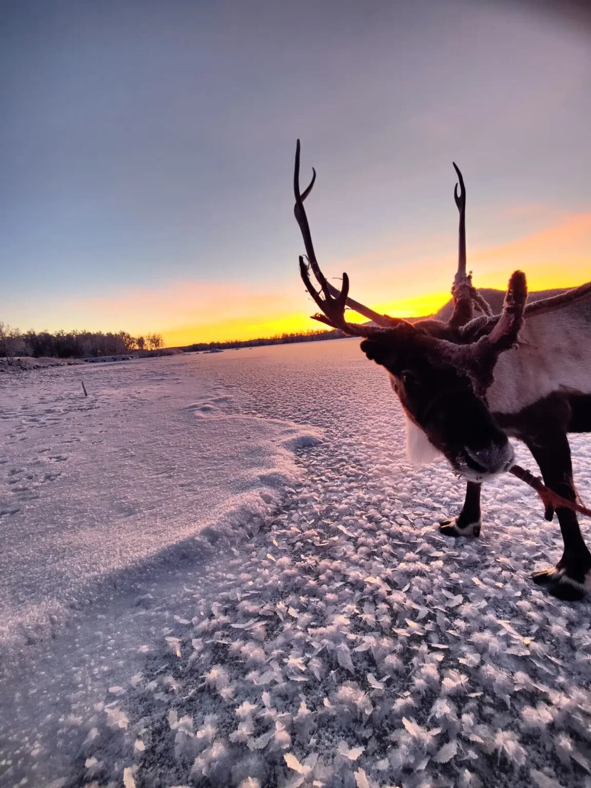 Reindeer silhouetted against sunset over snowy tundra, Lapland