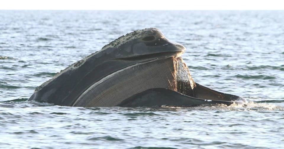 Discover Tybee Island's Coastal Galleries: Interactive Marine Exploration and Family Fun