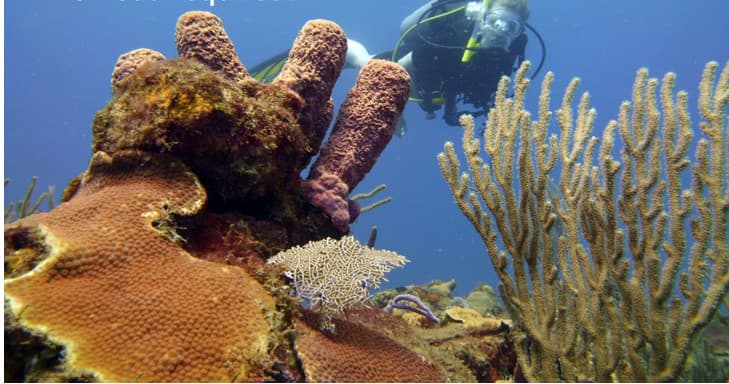 Professionally Guided Shore Dive in Aguadilla, Puerto Rico