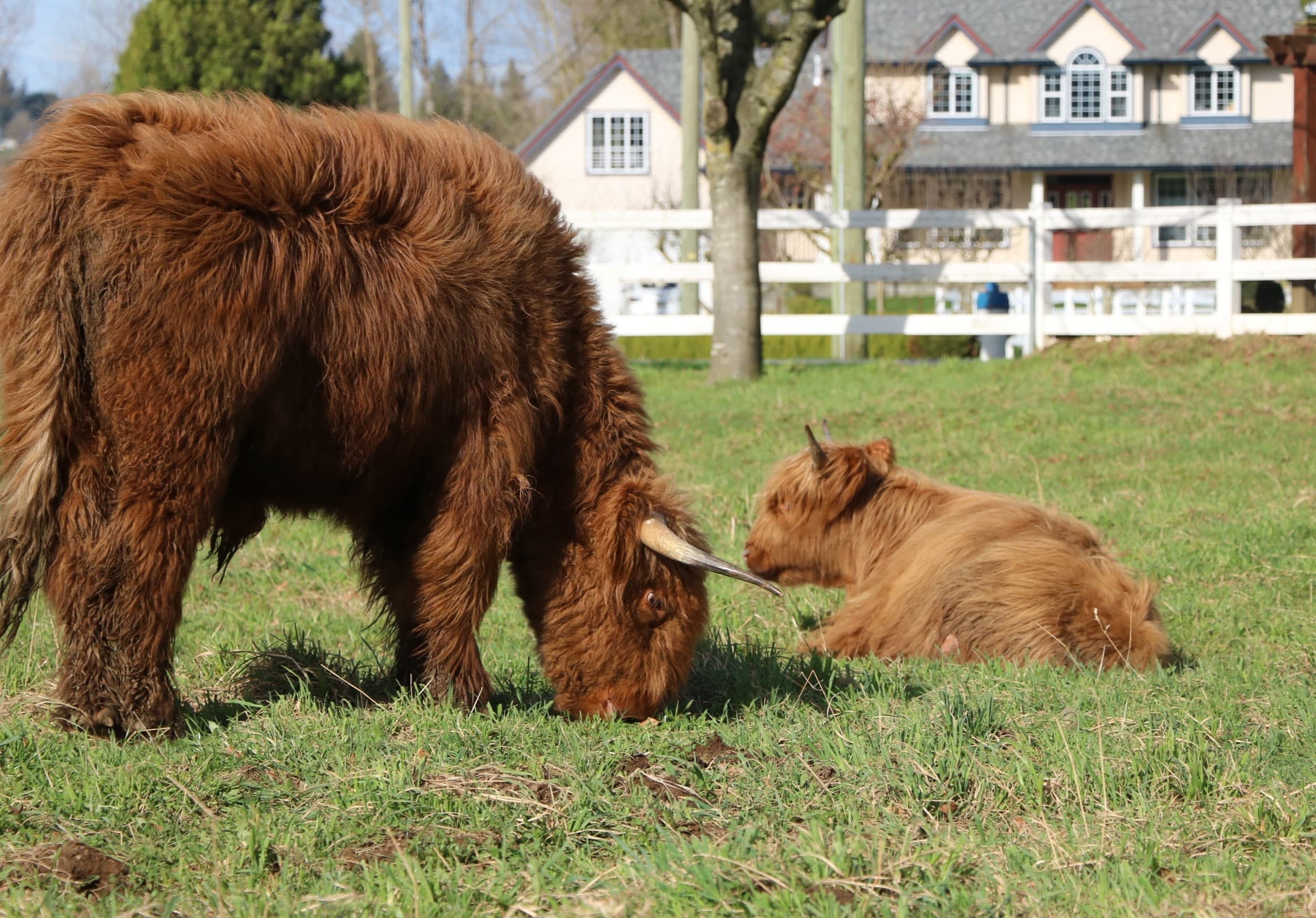 Rise & Reset: Farm Soundbath and Highland Cows at Maan Farms, Abbotsford photo 1