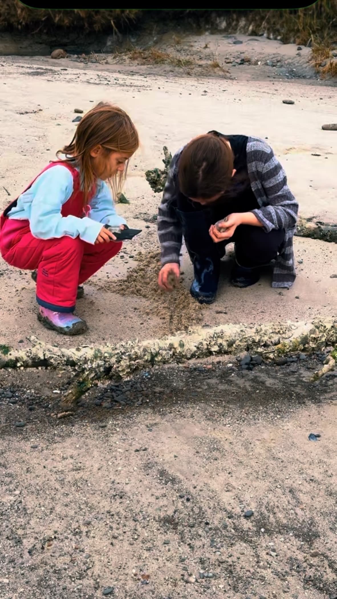 Sharktooth Hunt Excursion: Tybee Island Fossil Beach Trip from Savannah photo 3