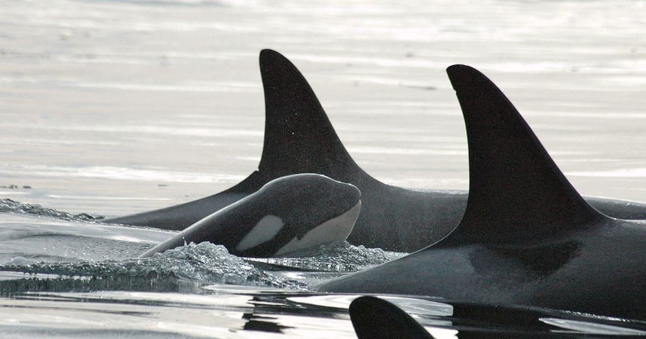 Orcas swimming near surface with dorsal fins in sea