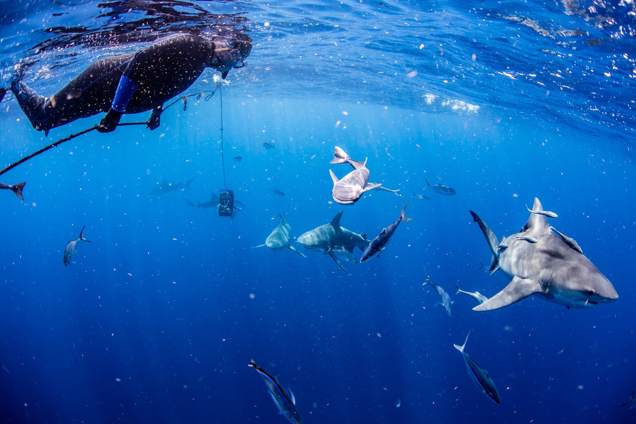 Water Activities & Calypso Dive Charters: Shark Snorkeling Adventure in the Ocean