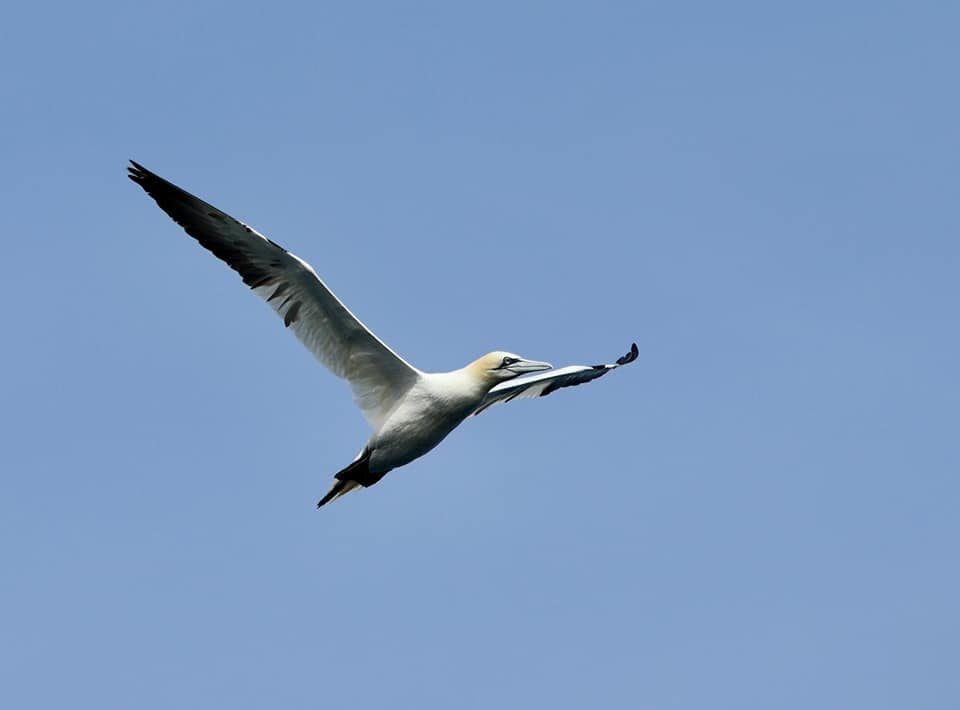 Northern gannet in flight against clear coastal sky near Whitby
