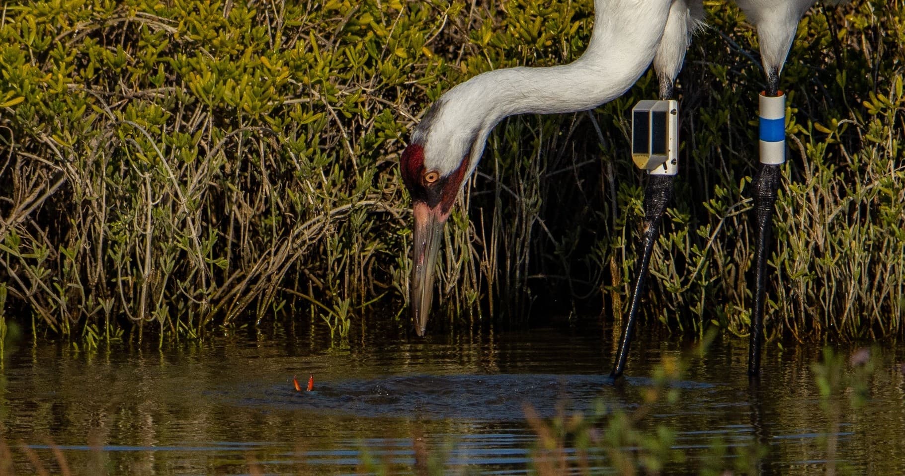 Sandhill crane feeding in marsh grasses, close-up wildlife shot